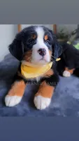 Melly, a female Bernese Mountain Dog for sale in Albany, NY – Photo 8 of 8