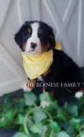 Female 2, a female Bernese Mountain Dog for sale in Albany, NY – Photo 5 of 5