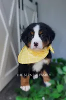 Female 2, a female Bernese Mountain Dog for sale in Albany, NY – Photo 3 of 5