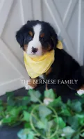 Female 2, a female Bernese Mountain Dog for sale in Albany, NY – Photo 4 of 5