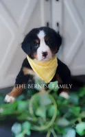 Female 2, a female Bernese Mountain Dog for sale in Albany, NY – Photo 1 of 5