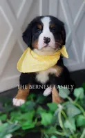 Female 2, a female Bernese Mountain Dog for sale in Albany, NY – Photo 2 of 5