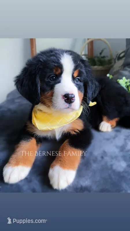 Melly – Bernese Mountain Dog puppy for sale in Albany, NY
