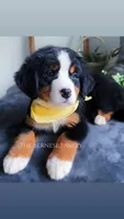 Melly, a female Bernese Mountain Dog for sale in Albany, NY – Photo 1 of 8
