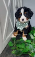 Female 3, a female Bernese Mountain Dog for sale in Albany, NY – Photo 4 of 6
