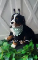 Female 3, a female Bernese Mountain Dog for sale in Albany, NY – Photo 3 of 6