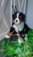 Female 3, a female Bernese Mountain Dog for sale in Albany, NY – Photo 1 of 6