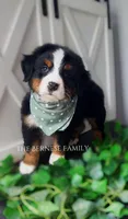 Female 3, a female Bernese Mountain Dog for sale in Albany, NY – Photo 6 of 6