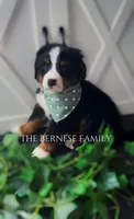Female 3, a female Bernese Mountain Dog for sale in Albany, NY – Photo 5 of 6