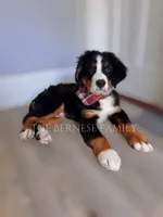 Laser, a male Bernese Mountain Dog for sale in Albany, NY – 2 of 5
