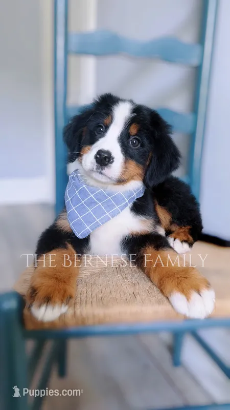 Mason – Bernese Mountain Dog puppy for sale in Albany, NY