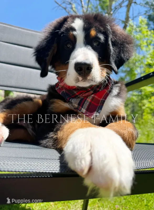 Laser – Bernese Mountain Dog puppy for sale in Albany, NY