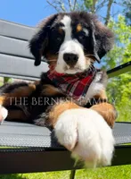 Laser, a male Bernese Mountain Dog for sale in Albany, NY – 1 of 5