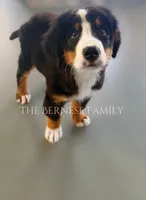 Laser discounted, a male Bernese Mountain Dog for sale in Albany, NY – 6 of 10