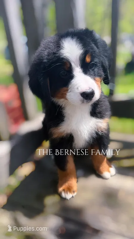 Mason, a male Bernese Mountain Dog for sale in Albany, NY – 1 of 1