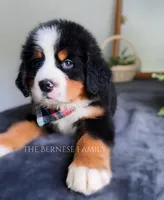 Chubs, a male Bernese Mountain Dog for sale in Albany, NY – Photo 10 of 10