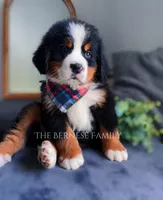 Chubs, a male Bernese Mountain Dog for sale in Albany, NY – Photo 1 of 10