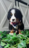 Male 3, a male Bernese Mountain Dog for sale in Albany, NY – Photo 3 of 4