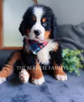 Chubs, a male Bernese Mountain Dog for sale in Albany, NY – Photo 7 of 10