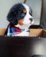 Chubs, a male Bernese Mountain Dog for sale in Albany, NY – Photo 6 of 10