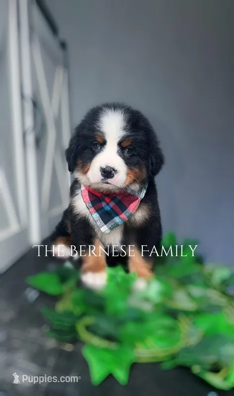 Male 3 – Bernese Mountain Dog puppy for sale in Albany, NY