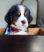 Chubs, a male Bernese Mountain Dog for sale in Albany, NY – Photo 8 of 10