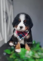 Male 3, a male Bernese Mountain Dog for sale in Albany, NY – Photo 4 of 4