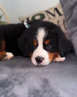 Chubs, a male Bernese Mountain Dog for sale in Albany, NY – Photo 9 of 10