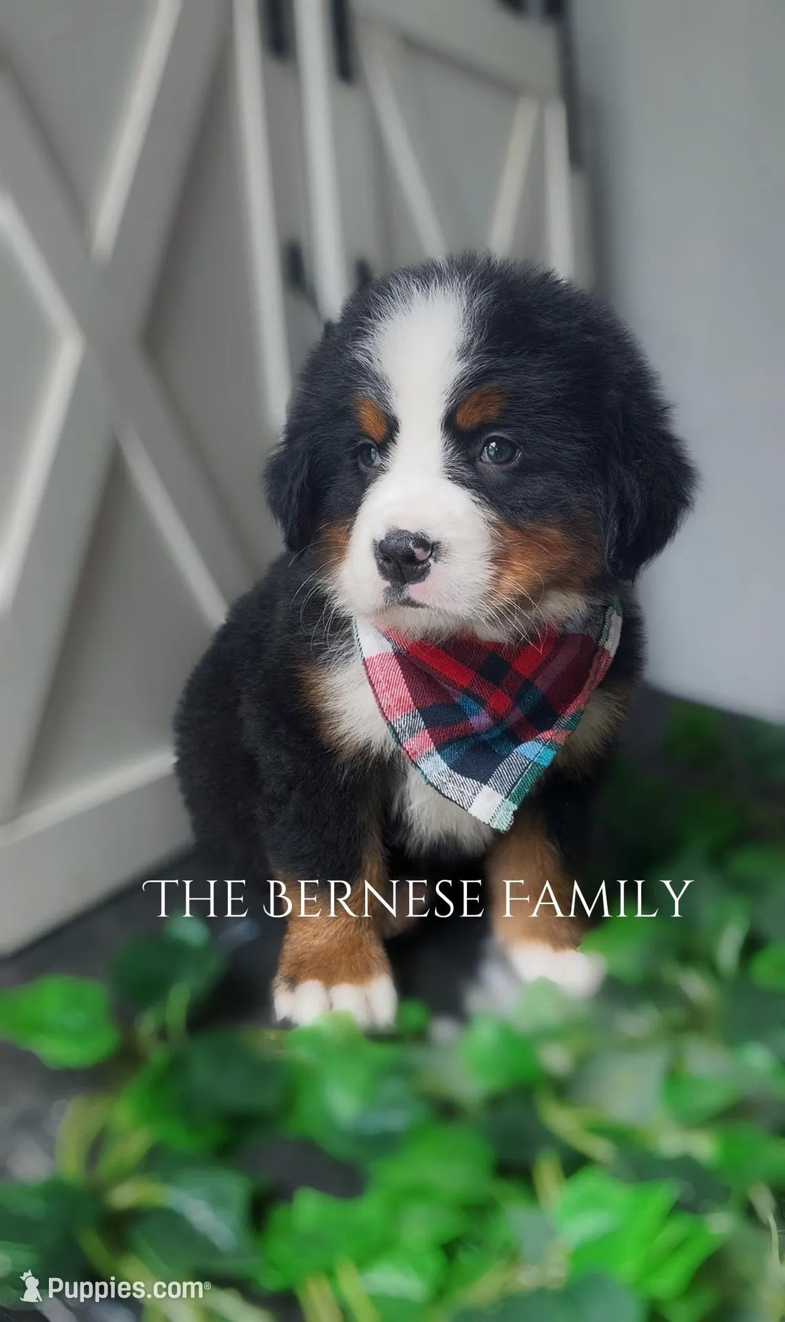 Male 3, a male Bernese Mountain Dog for sale in Albany, NY – Photo 2 of 4