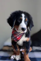 Laser, a male Bernese Mountain Dog for sale in Albany, NY – 4 of 5