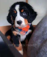 Laser, a male Bernese Mountain Dog for sale in Albany, NY – Photo 9 of 10