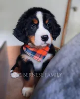 Laser, a male Bernese Mountain Dog for sale in Albany, NY – Photo 7 of 10