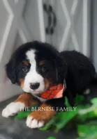 Male 1, a male Bernese Mountain Dog for sale in Albany, NY – Photo 5 of 5