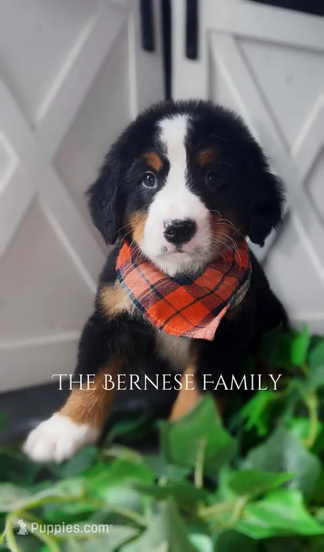 Male 1 – Bernese Mountain Dog puppy for sale in Albany, NY