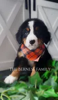 Male 1, a male Bernese Mountain Dog for sale in Albany, NY – Photo 1 of 5