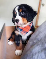 Laser, a male Bernese Mountain Dog for sale in Albany, NY – Photo 6 of 10