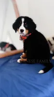 Laser discounted, a male Bernese Mountain Dog for sale in Albany, NY – 10 of 10