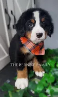 Male 1, a male Bernese Mountain Dog for sale in Albany, NY – Photo 2 of 5