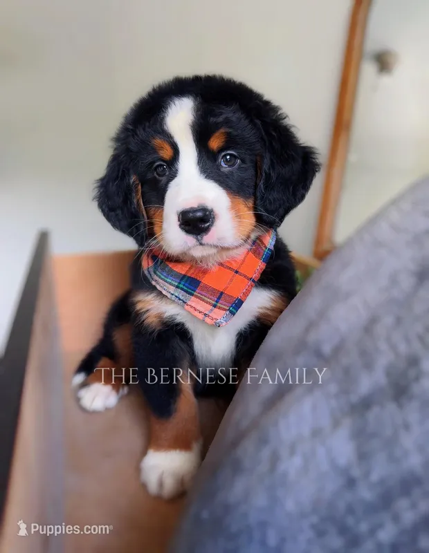 Laser – Bernese Mountain Dog puppy for sale in Albany, NY