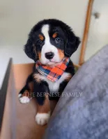 Laser, a male Bernese Mountain Dog for sale in Albany, NY – Photo 1 of 10