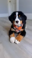 Laser discounted, a male Bernese Mountain Dog for sale in Albany, NY – 9 of 10