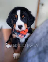 Laser, a male Bernese Mountain Dog for sale in Albany, NY – Photo 10 of 10