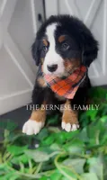 Male 1, a male Bernese Mountain Dog for sale in Albany, NY – Photo 3 of 5