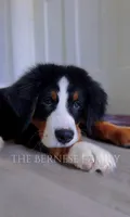Laser, a male Bernese Mountain Dog for sale in Albany, NY – 3 of 5