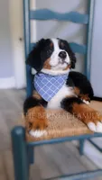 Mason discounted, a male Bernese Mountain Dog for sale in Albany, NY – 5 of 7
