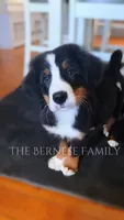 Laser discounted, a male Bernese Mountain Dog for sale in Albany, NY – 2 of 10