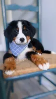 Mason discounted, a male Bernese Mountain Dog for sale in Albany, NY – 4 of 7