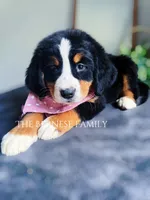 Rosy, a female Bernese Mountain Dog for sale in Albany, NY – Photo 7 of 7