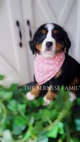 Female 1, a female Bernese Mountain Dog for sale in Albany, NY – Photo 3 of 5
