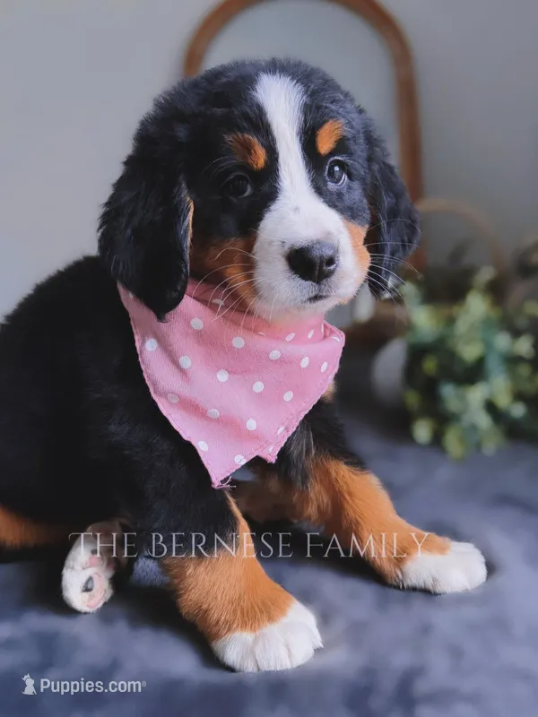 Rosy, a female Bernese Mountain Dog for sale in Albany, NY – Photo 1 of 7